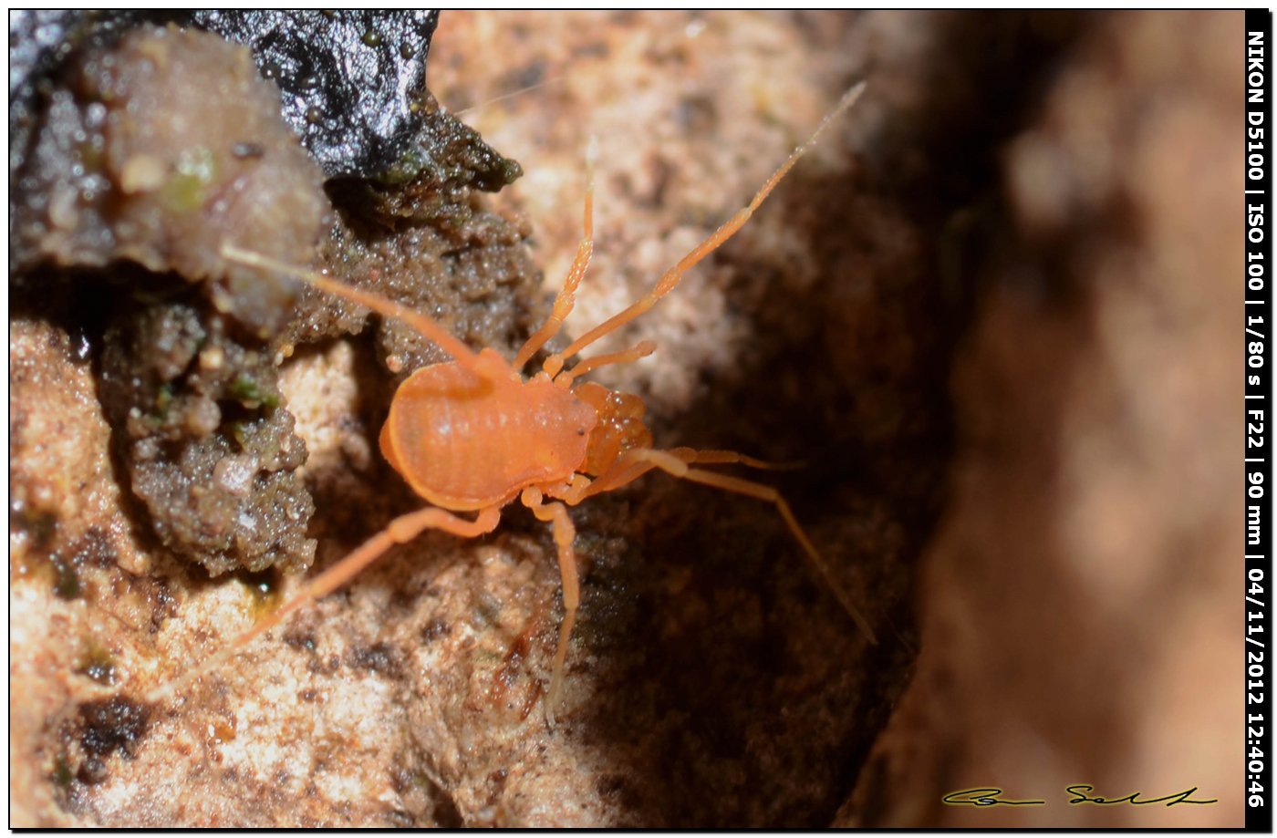 Phalangodidae, Scotolemon terricola/doriae? da Ittiri 191